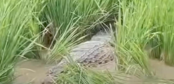 buaya-muncul-di-tengah-sawah-daerah-bantargebang-bekasi